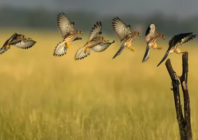 Bird transitioning from flight to landing on a branch