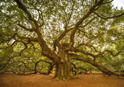 Tree branches.