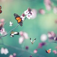 Butterflies in flight.