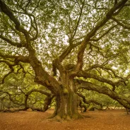 Tree branches.