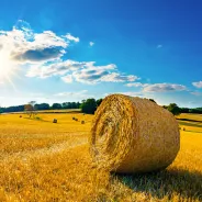 Haystack in a field, with a needle hidden inside